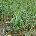 壶流河流域湿地植被优势种间关系分析