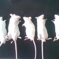 小鼠急性酒精中毒模型的建立及中药乌梅的干预作用