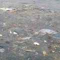 黄海海域的海洋垃圾调查研究