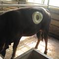 垂直环形切除法安置牛永久性瘤胃瘘管