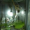 利用微藻固定CO2的技术研究