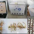 东方百合小鳞茎快速繁育及商品成球规模化生产技术