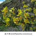 中国喜马拉雅地区特有植物黄花木属的细胞学研究