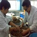 影响杏鲍菇子实体分化条件的研究