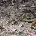 秦岭川金丝猴全雄群的初步调查和等级分析
