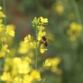 汉中早春农田中三种常见食蚜蝇访花习性研究