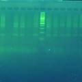 宁德师范学院大学生志愿者DNA指纹图谱制作