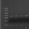 马铃薯卷叶病毒的RT-PCR检测和生物信息学分析