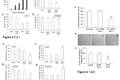 TNFα-Tumstatin54-132/IL-24基因修饰的间质干细胞抗肿瘤研究
