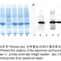 截短的猪戊型肝炎病毒ORF2基因克隆与重组蛋白的原核表达