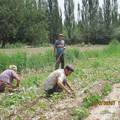 《塔河流域农户化肥施用行为影响因素分析——以阿克苏地区温宿县实地调查为例》