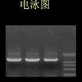 银杏CONSTANS基因的克隆与序列分析