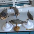 鱼类剥制标本创新制作