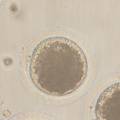 猪卵母细胞孤雌激活中电激活参数及培养体系的研究