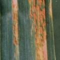 林芝地区小麦条锈病的发生及防治