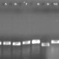 黄河裸裂尻生长激素基因的PCR扩增和克隆