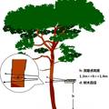 野外便携式树木自动定高测径仪