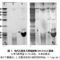 石斑鱼抗菌肽的分离纯化及其活性分析