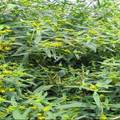 黄顶菊残留物对棉花幼苗生长和土壤肥力的影响