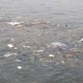 黄海海域的海洋垃圾调查研究