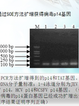 p14多肽——新型黄科病毒解螺旋酶抑制剂的克隆表达系统构建及抗病毒研究