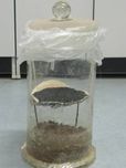顶空吸附法在沙枣花精油提取中的应用