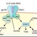 EBI3蛋白基因克隆、表达、多克隆抗体制备及其鉴定
