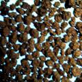 木质素改性酚醛树脂微球的制备与性能研究
