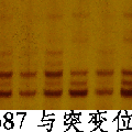 水稻卷叶基因RL11的遗传分析和分子定位
