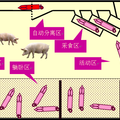 基于RFID的自动化母猪饲养系统