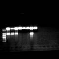 油菜Ougra-cms恢复系的二重PCR体系的建立与应用