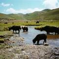 生态补偿区域的空间选择研究——以甘南藏族自治州草地生态系统为例