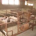 山东省生猪养殖模式的理论与实证研究