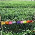 河北省小麦吸浆虫成虫色板测报方法的研究