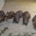 走进西安特种野猪产业--峪头村“天山”野猪养殖场发展调查报告