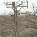 库尔勒香梨树皮形成层温度变化规律研究