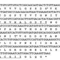 杨梅Cu/Zn超氧化物歧化酶基因（MrSOD1）cDNA的克隆及表达分析