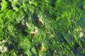 浙江沿海典型海岛大型海藻资源调查与现状分析