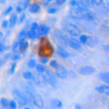 壬基酚对不同龄家兔盲肠5-羟色胺细胞免疫组化影响的研究
