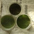 盐生杜氏藻大量培养条件的优化研究 