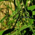 北京蜻蜓目昆虫名录及区系分析