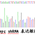 SDF-1α、c-MYC 蛋白调控速激肽受体-1-截短型mRNA表达的研究