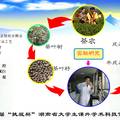 响应面优化超声波辅助水酶法提取茶叶籽油工艺
