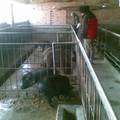走进西安特种野猪产业--峪头村“天山”野猪养殖场发展调查报告