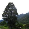 西藏色季拉山川滇高山栎种群结构与动态