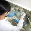 同时检测CSFV和PRRSV一步法RT-PCR方法的建立及在云南部分地区的应用