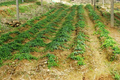 野生中草药三叶青的人工种植与综合开发项目